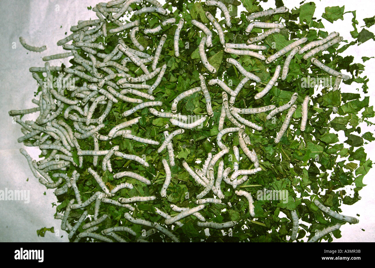 Myanmar Birmania la bachicoltura tessuti di seta alimentando i bachi da seta su foglie mulberrry Foto Stock