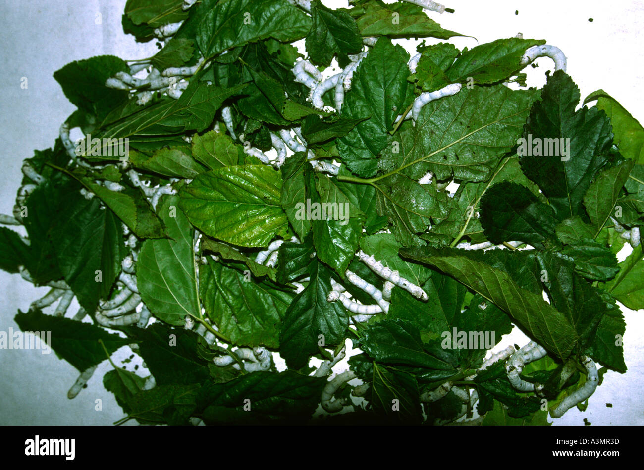 Myanmar Birmania agricoltura bachicoltura tessuti di seta bachi da seta maturo l'alimentazione sulle foglie mulberrry Foto Stock