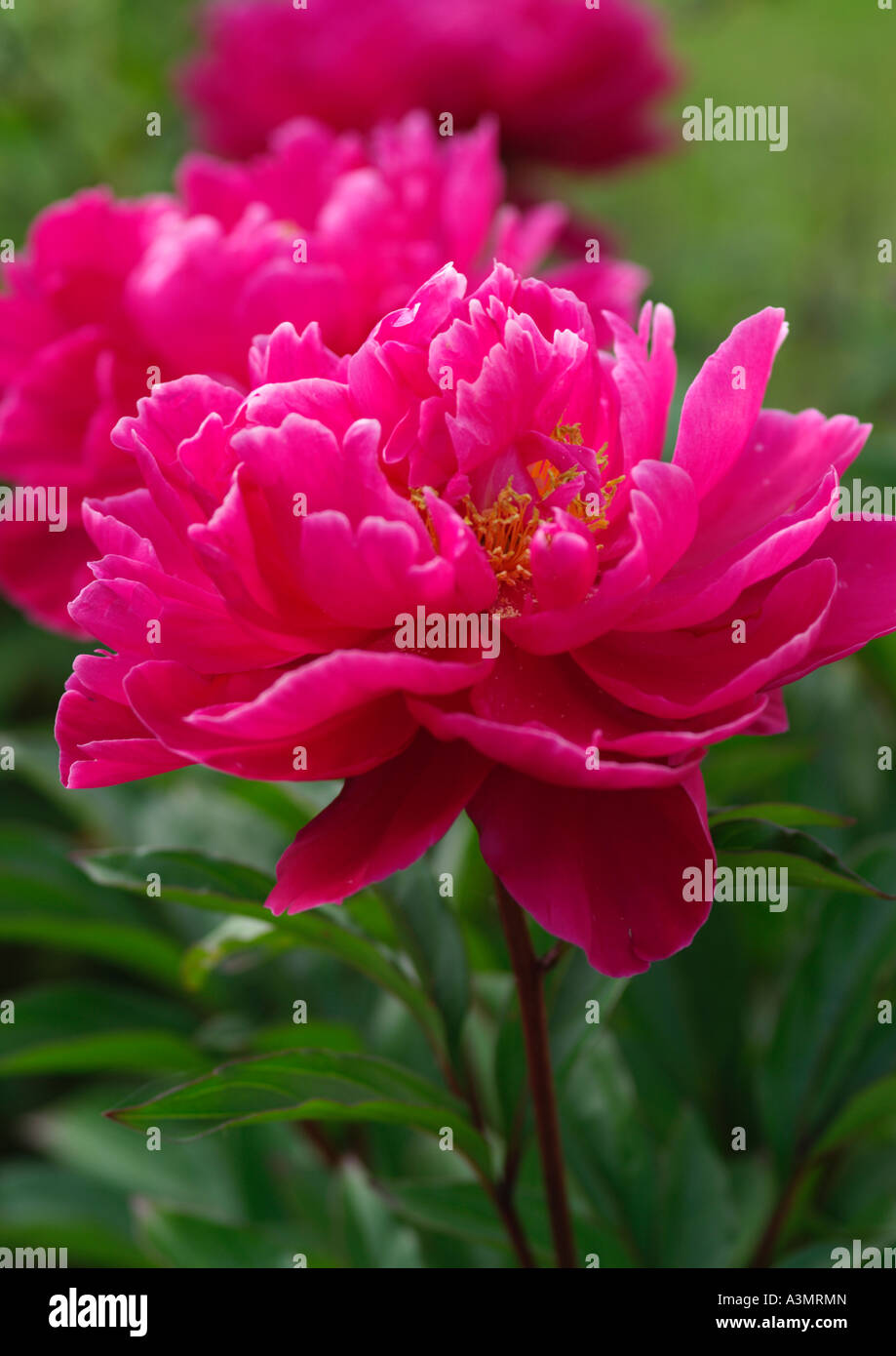 Paeonia Karl Rosenfield Foto Stock