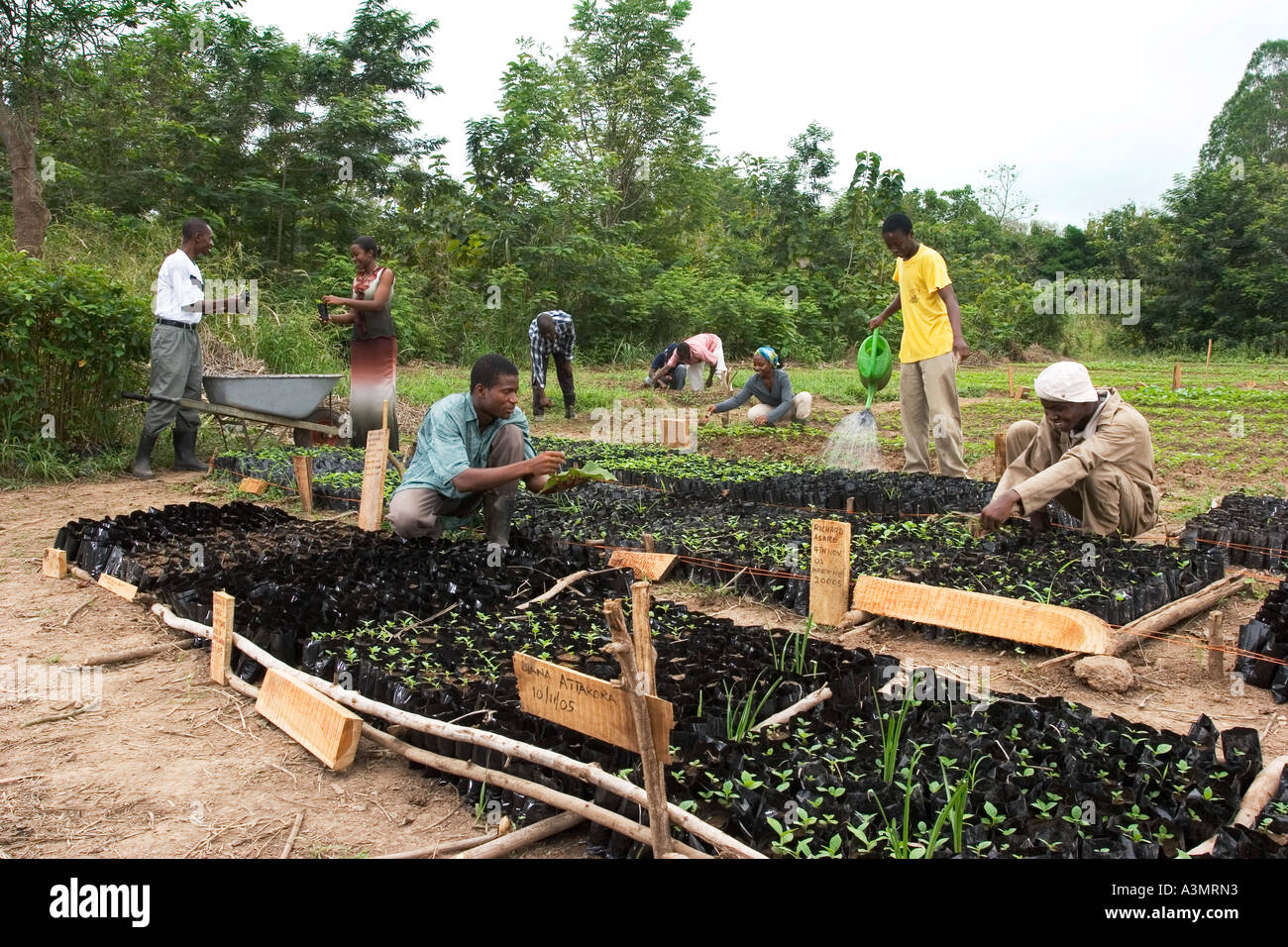 Orticoltura gli studenti al Collegio delle risorse naturali rinnovabili, Sunyani, Ghana, piantare le piantine. Foto Stock
