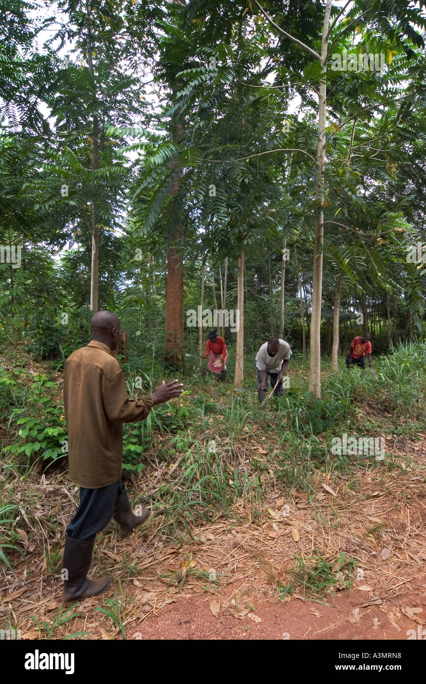 Comunità di villaggio di lavoro della forza lavoro in un piantagioni forestali con specie indigene, Ghana Foto Stock