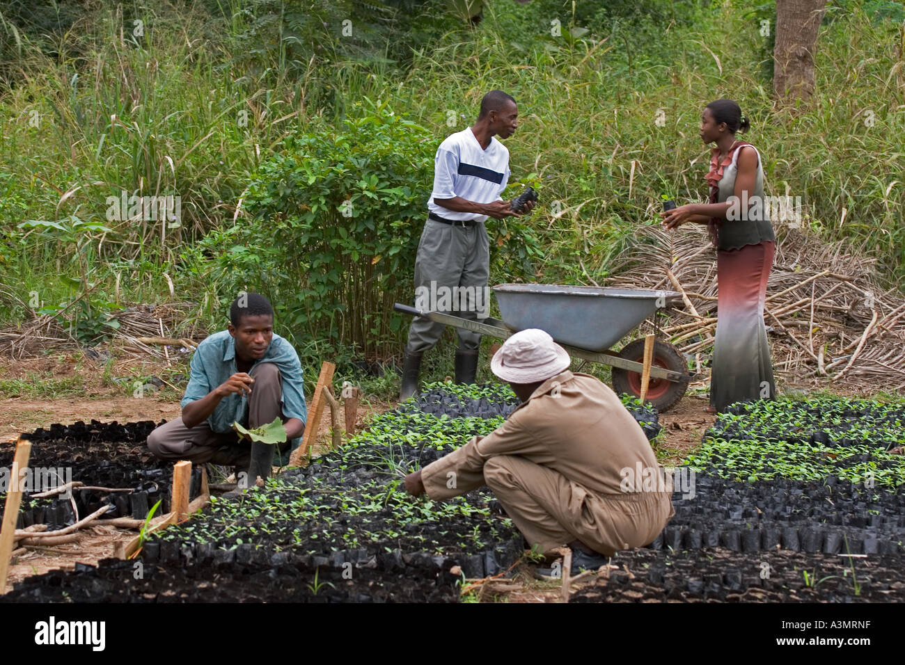 Orticoltura gli studenti al Collegio delle risorse naturali rinnovabili, Sunyani, Ghana, piantare le piantine. Foto Stock