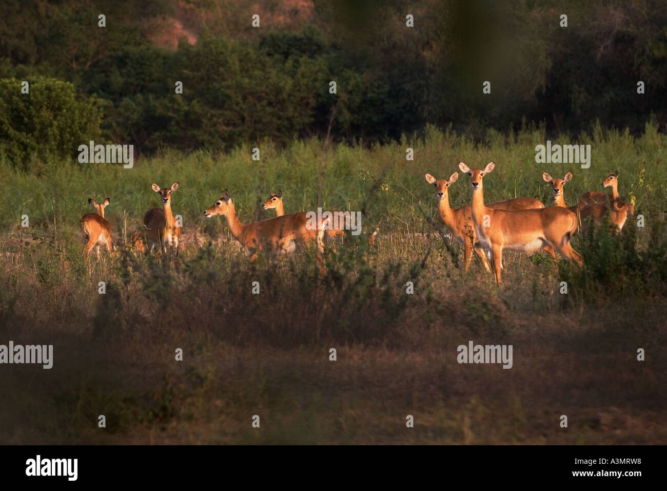 Gruppo di Kob femmina antilope nella boccola al crepuscolo in Mole National Park, Ghana, Africa occidentale. Foto Stock