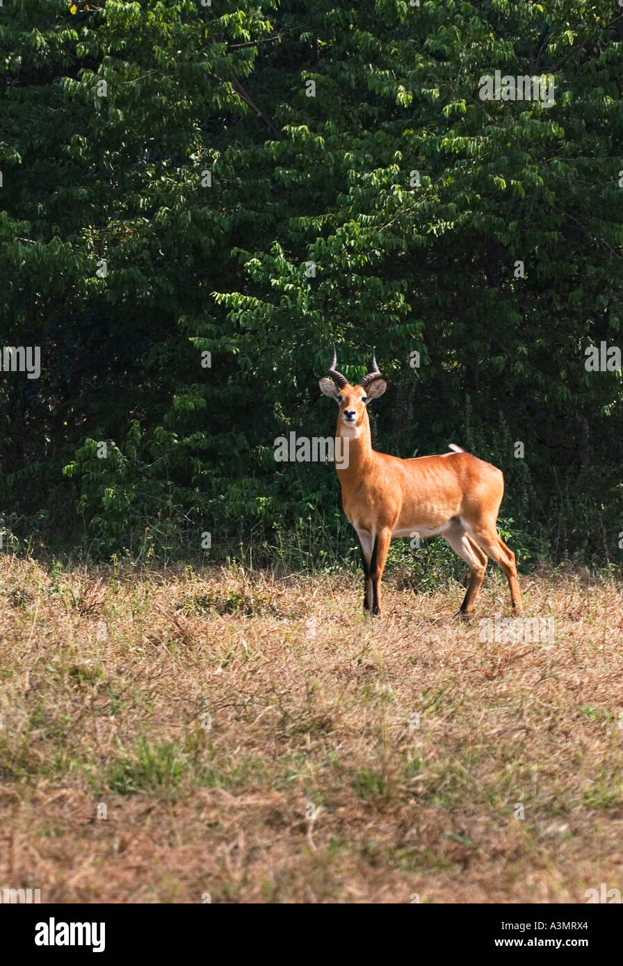 Maschio di antilope Kob di bush al crepuscolo in Mole National Park Ghana Africa occidentale Foto Stock