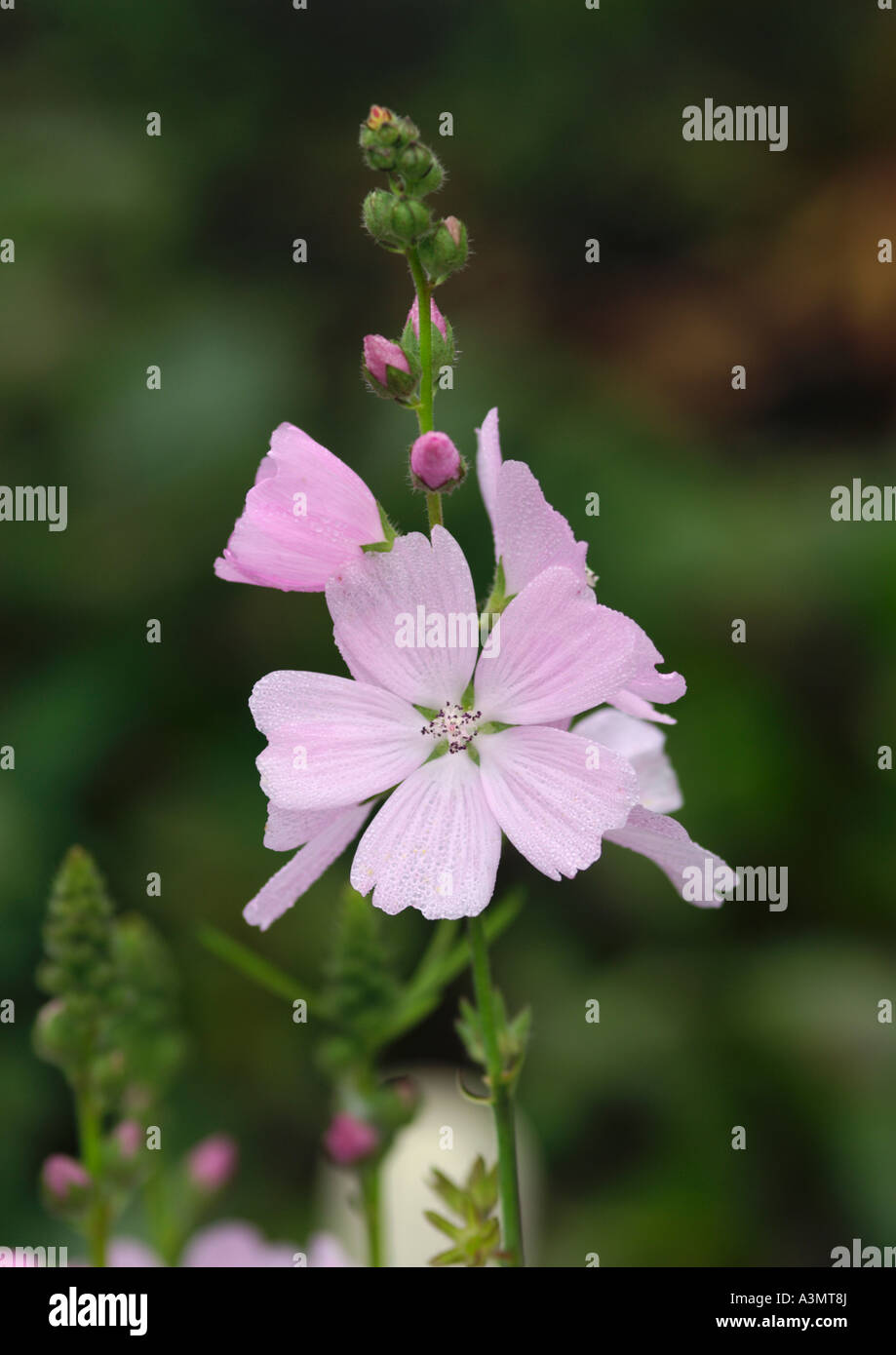 Close-up di Sidalcea malviflora reverendo pagina Roberts Foto Stock