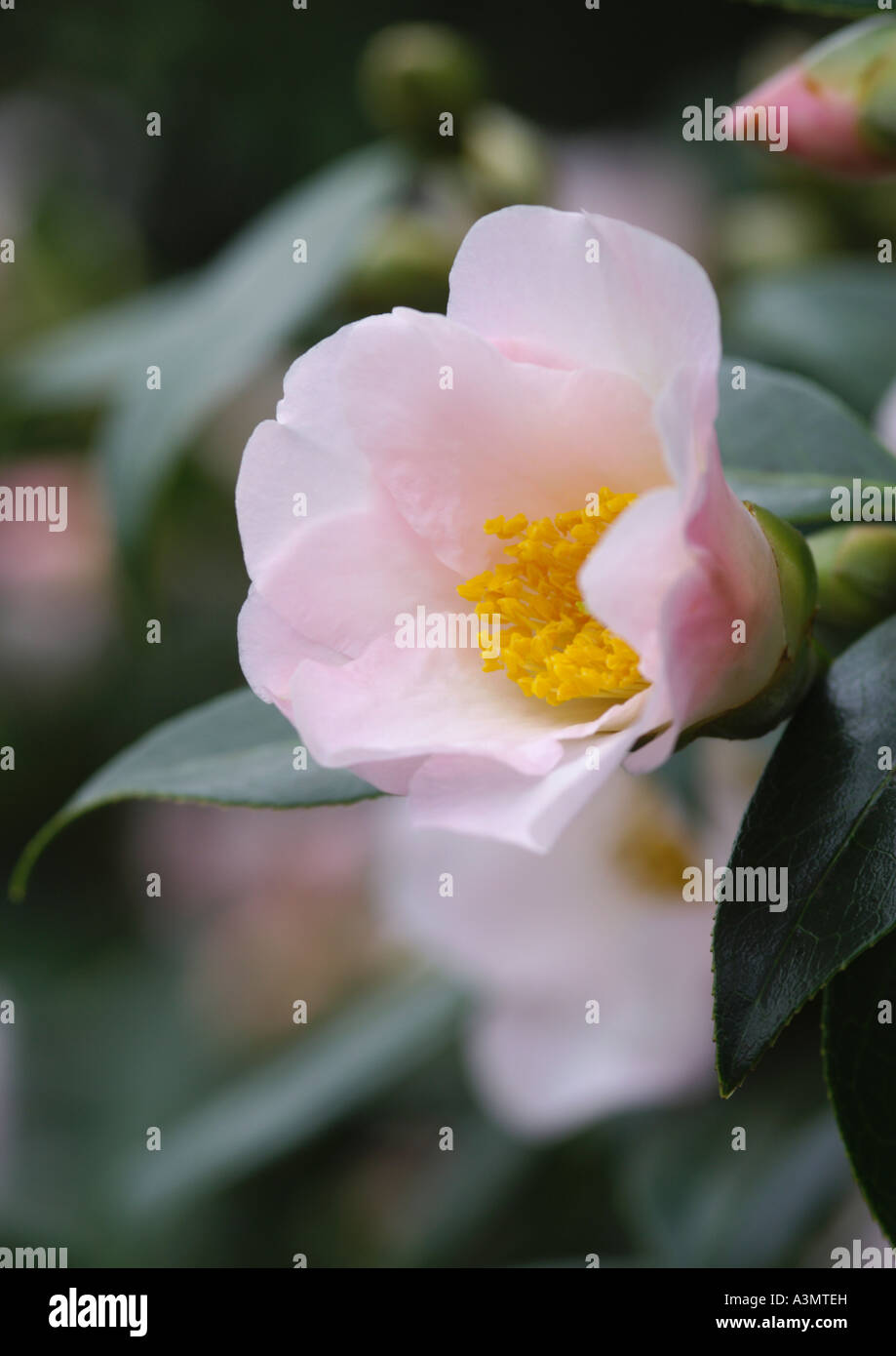 Camellia x williamsii Hiraethlyn Foto Stock