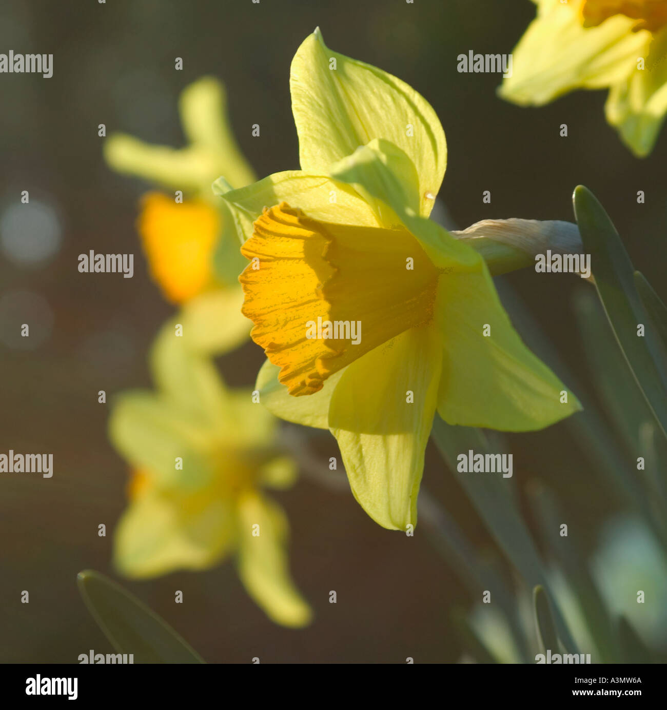 Giardino daffodil nel sole primaverile Devon Gran Bretagna Foto Stock