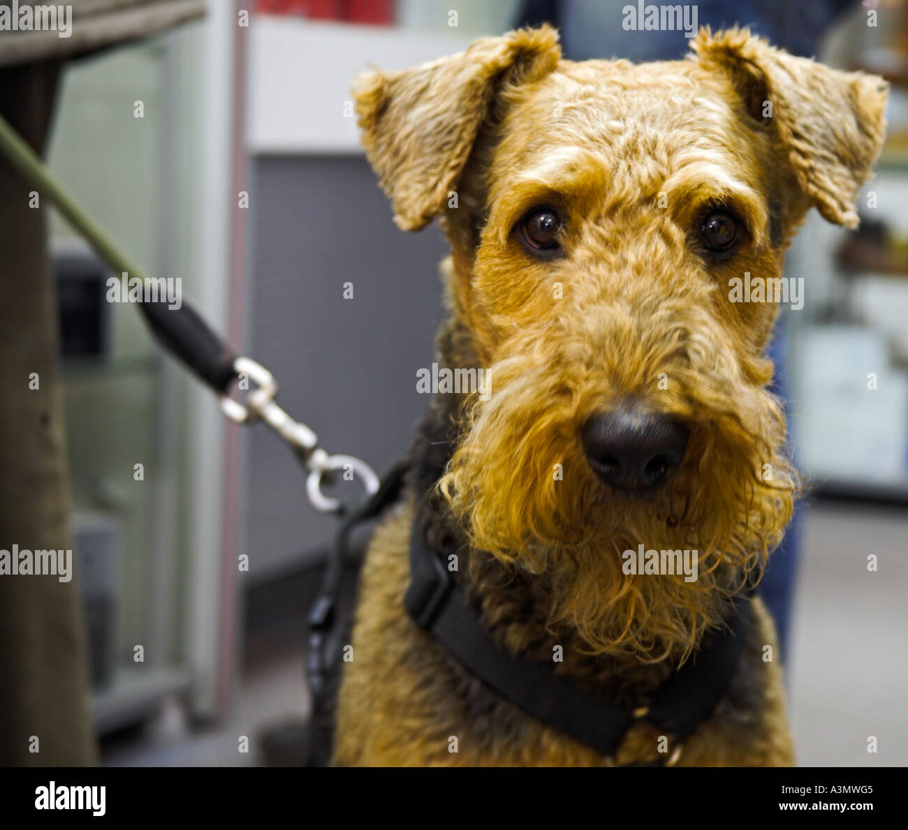 Airedale Terrier guardando dritto con il guinzaglio. Foto Stock