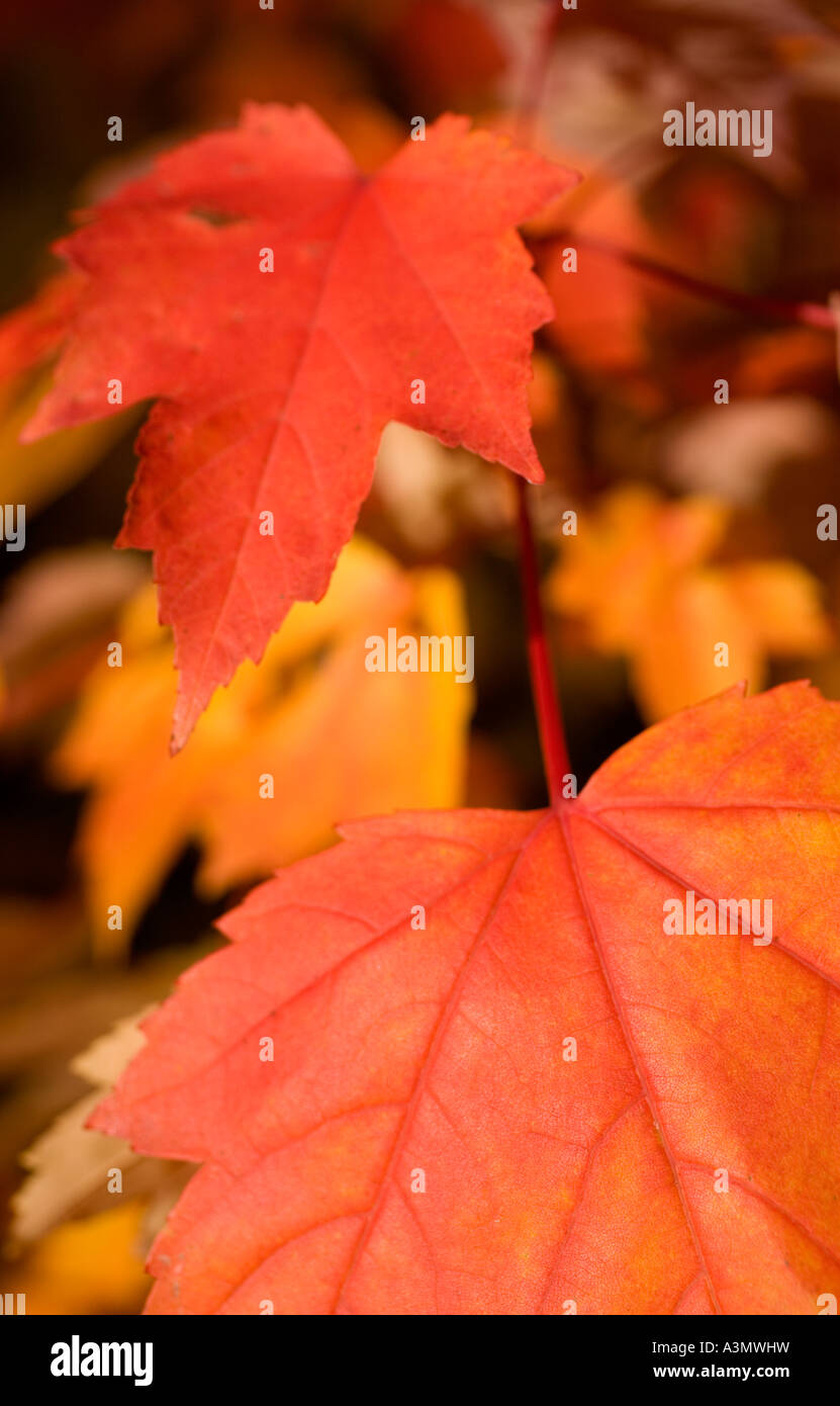 Colorate rosse foglie di acero Foto Stock