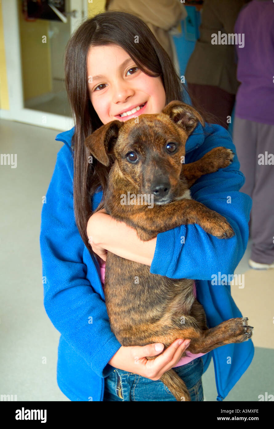 Giovane ragazza che raccoglie il nuovo cucciolo crossbred dello Staffordshire dalla sterlina del cane Foto Stock