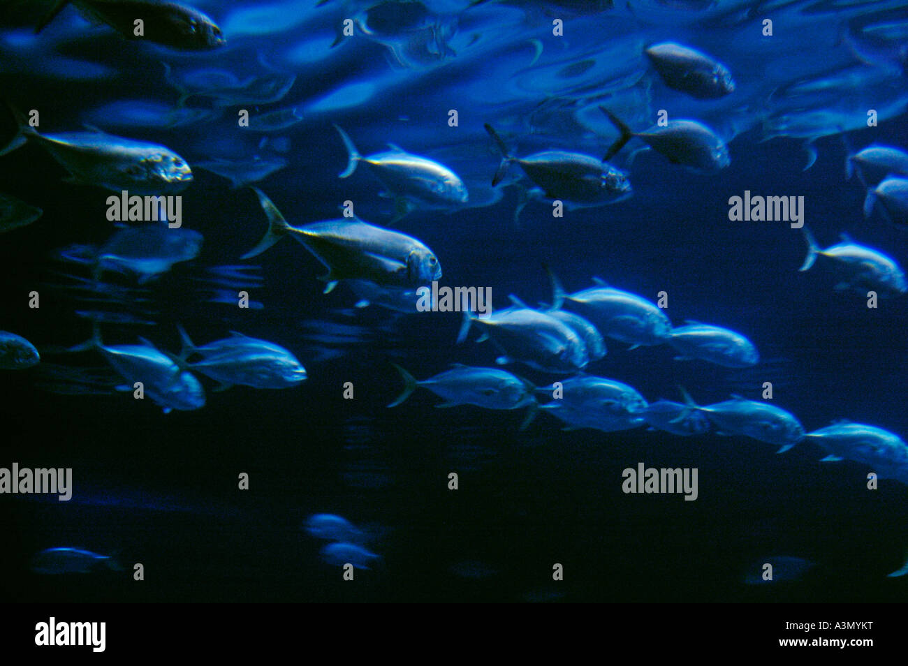 Vista subacquea di pesci tropicali di acqua blu mistero fantasy intrique Foto Stock