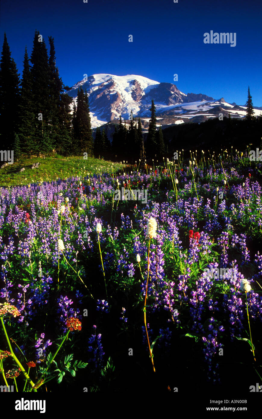 Mt Rainier sopra prati fioriti lungo il sentiero dei laghi in Mount Rainier National Park Washington Foto Stock