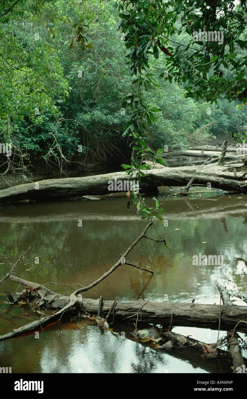 Tronchi di alberi morti e riflessi nel fiume meno nella pianura foresta pluviale tropicale Costa d'Avorio Africa Foto Stock