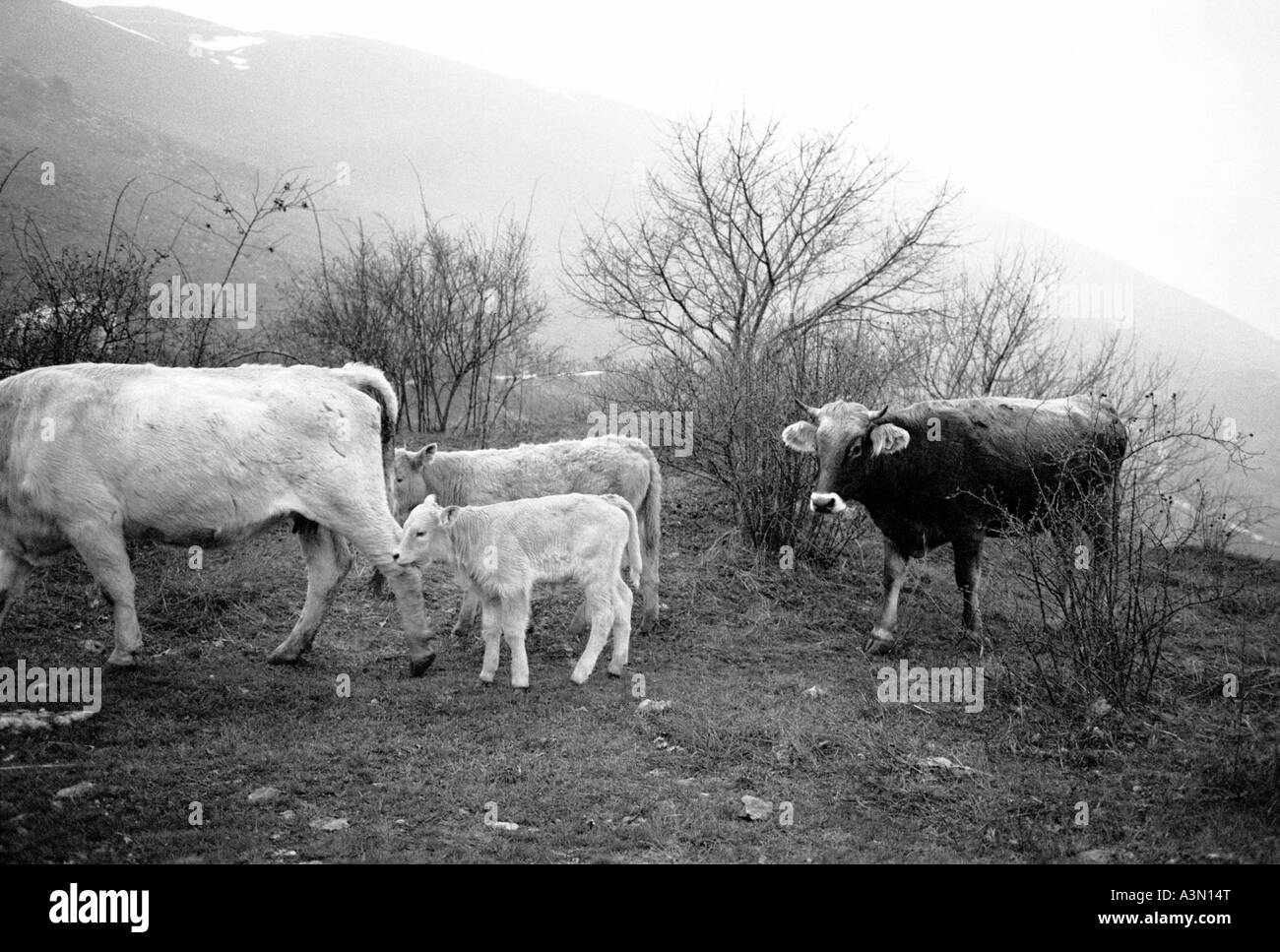 L'Italia, Abruzzo. Le vacche a piedi su un sentiero di montagna Foto Stock