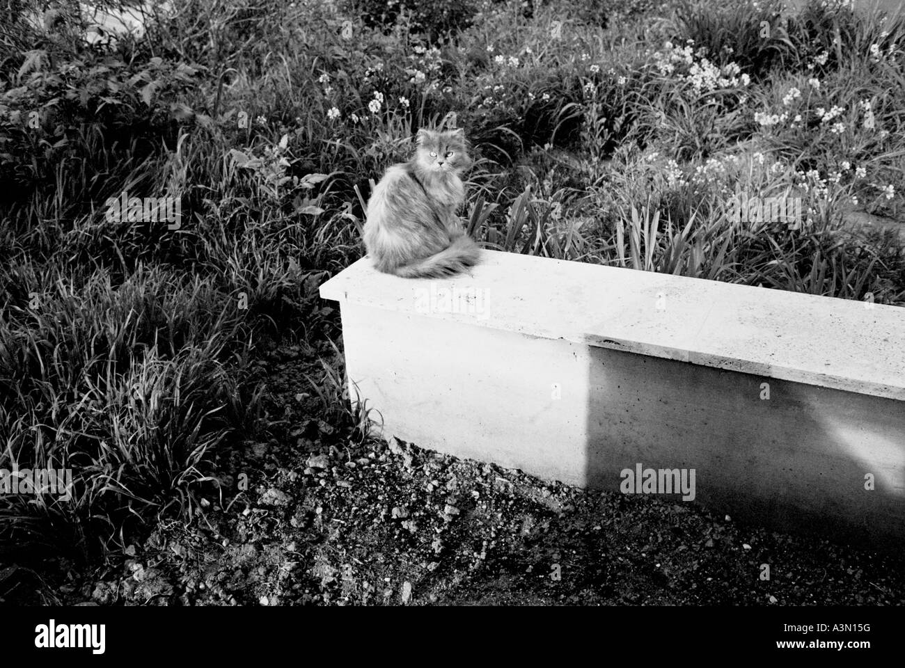 Un gatto nel suo giardino in piedi su una parete Foto Stock