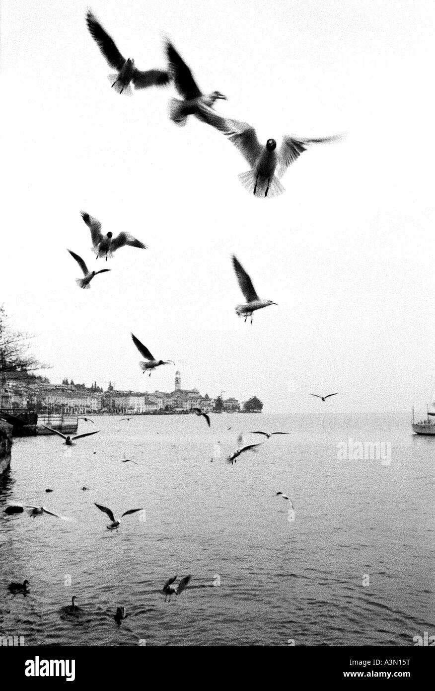 Uccelli in volo sul lago di Garda, Italia Foto Stock