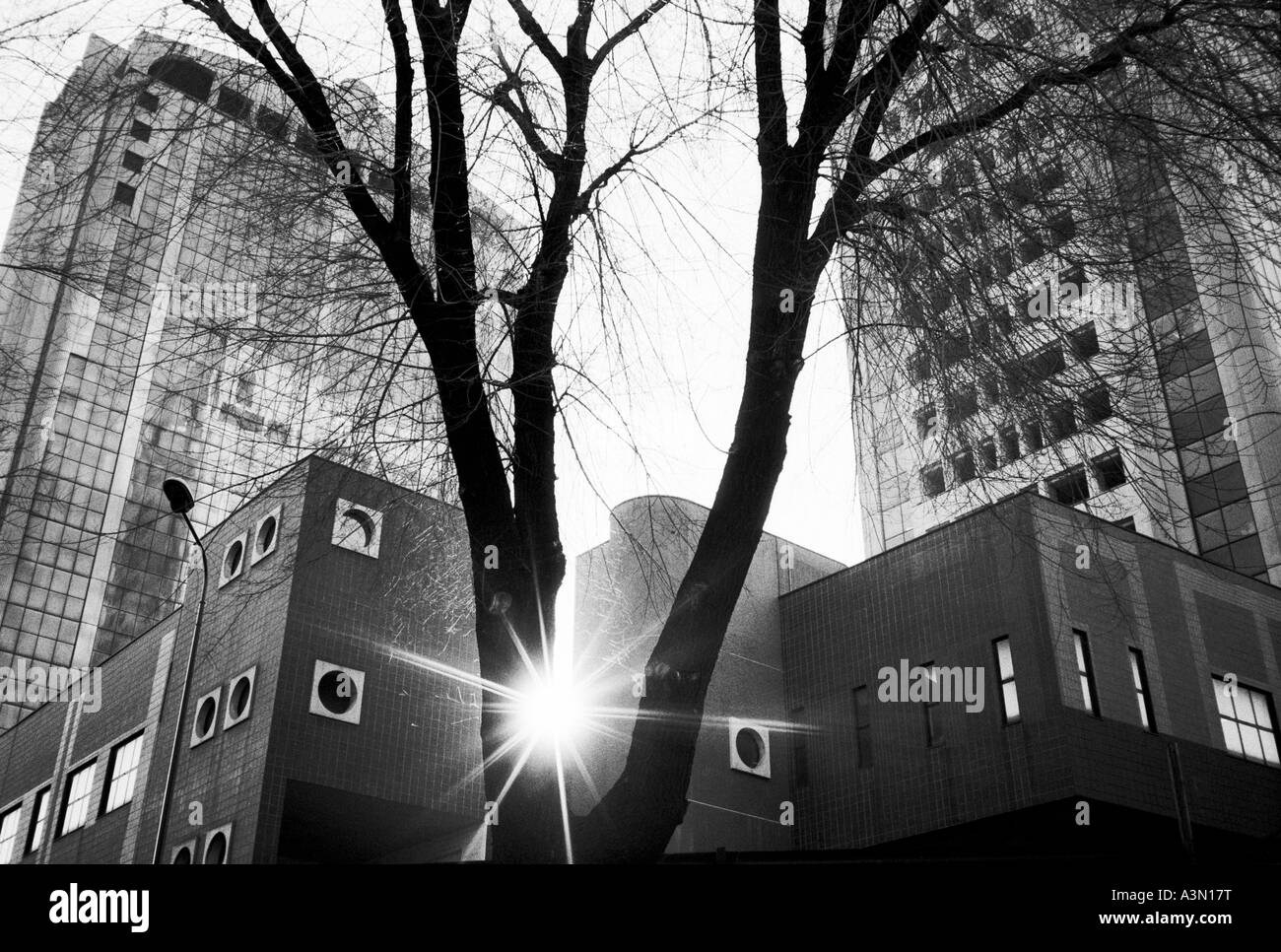 L'Italia, Milano. Sun attraverso un albero dietro i grattacieli Foto Stock
