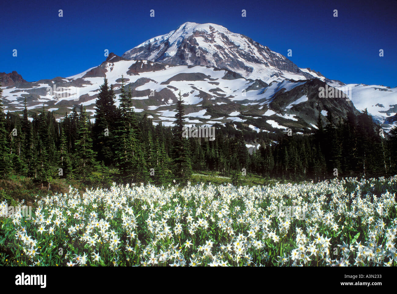 Mt Rainier sopra lillies valanga in Spray Park Il Parco Nazionale del Monte Rainier Washington Foto Stock