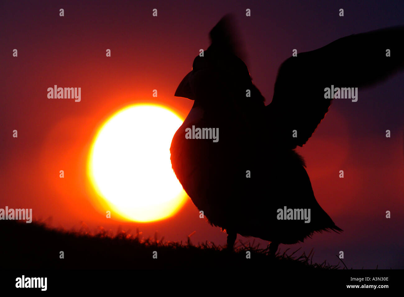 Puffin Fratercula arctica permanente sulla Scogliera al tramonto Shetland Scozia Giugno Foto Stock