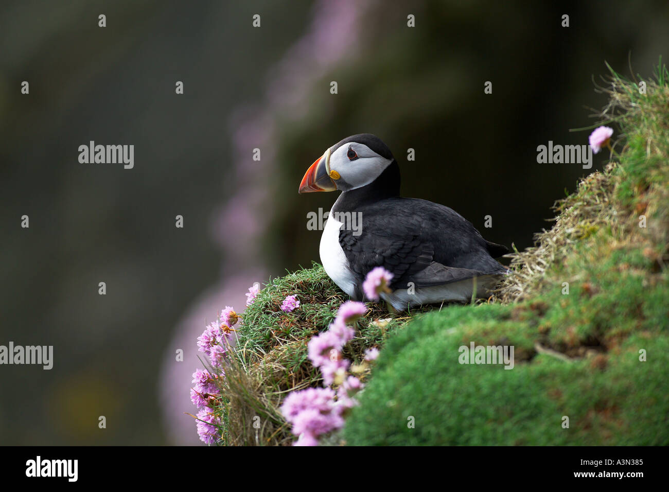Puffin poggiante sulla scogliera tra la parsimonia Shetland Scozia Scotland Foto Stock