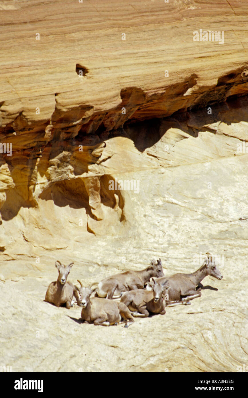 Bighorn pecore e giovane, Utah Foto Stock