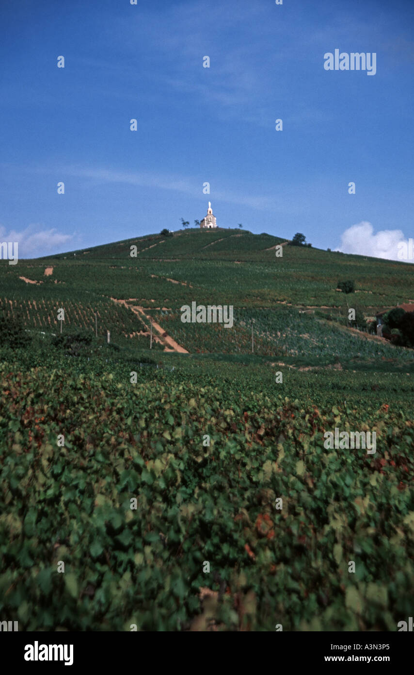 Vigneti a Fleurie nel Beaujolais Foto Stock