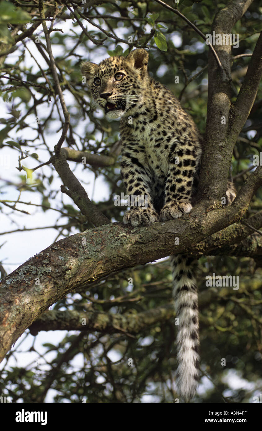 Cucciolo di leopardo persiano (Panthera pardus saxicolor), Iran, Afghanistan, Armenia, Captive Foto Stock