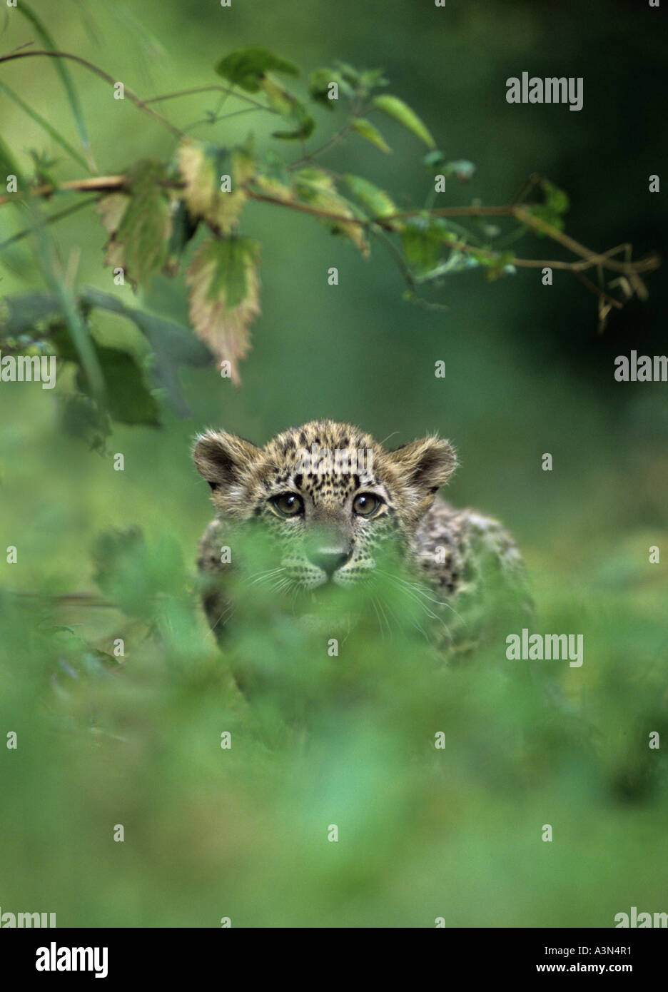 Cucciolo di leopardo persiano (Panthera pardus saxicolor), Iran, Afghanistan, Armenia, Captive Foto Stock