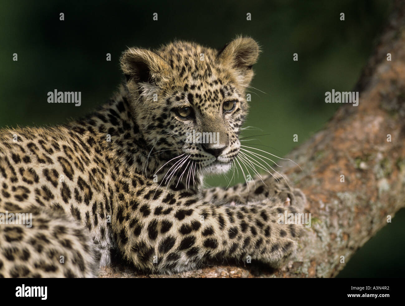 Cucciolo di leopardo persiano (Panthera pardus saxicolor), Iran, Afghanistan, Armenia, Captive Foto Stock