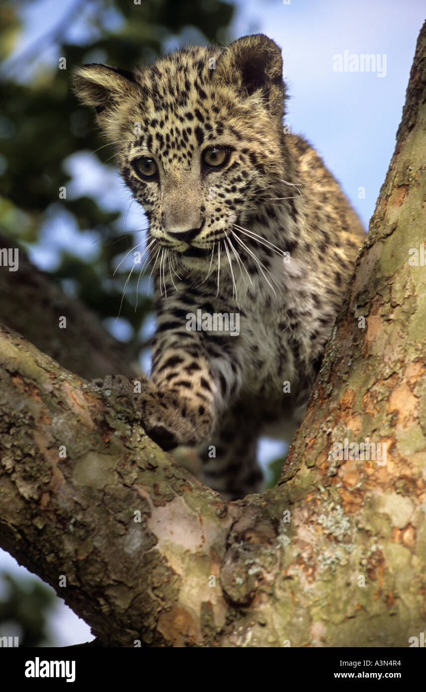Cucciolo di leopardo persiano (Panthera pardus saxicolor), Iran, Afghanistan, Armenia, Captive Foto Stock
