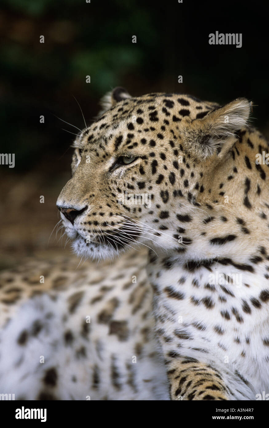 leopardo persiano (Panthera pardus saxicolor), Iran, Afghanistan, Armenia, Captive Foto Stock