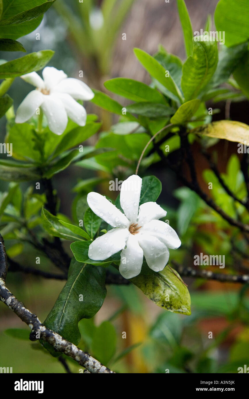 Il tahitiano tiarè Gardenia Moorea Polinesia Francese Foto Stock