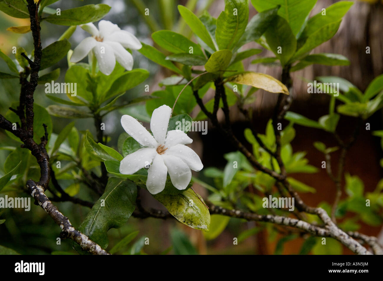 Il tahitiano tiarè Gardenia Moorea Polinesia Francese Foto Stock