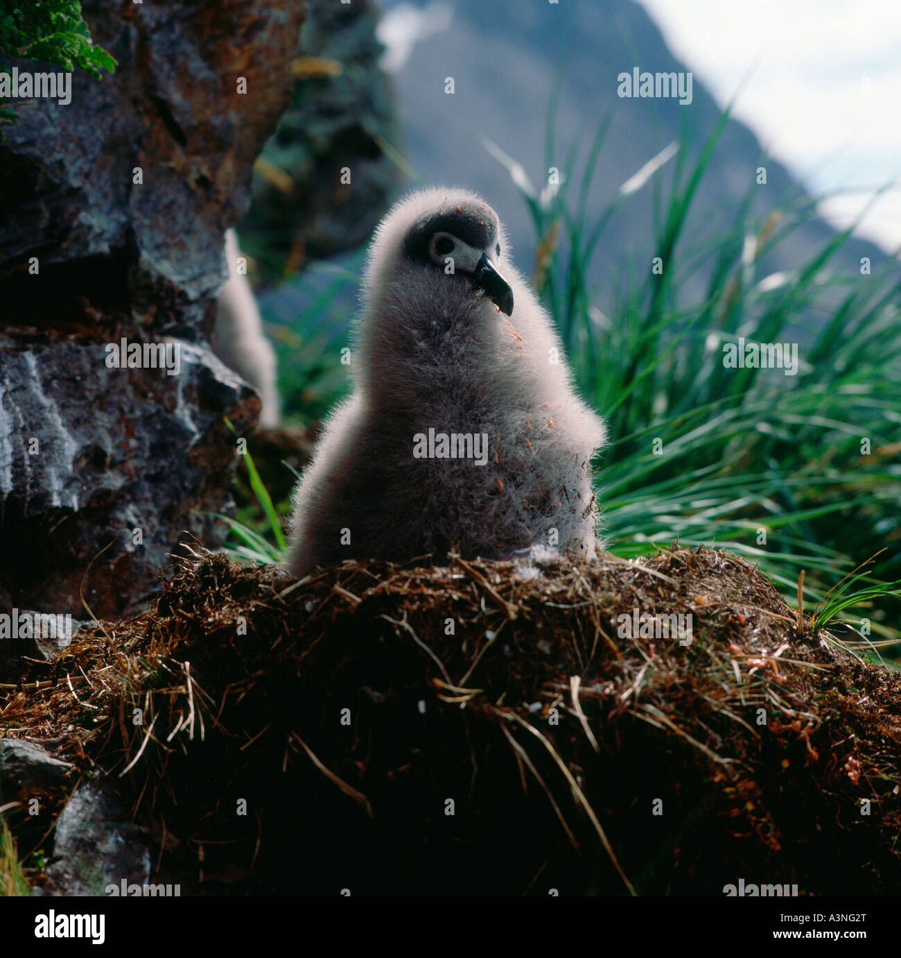 A testa grigia Albatross Foto Stock