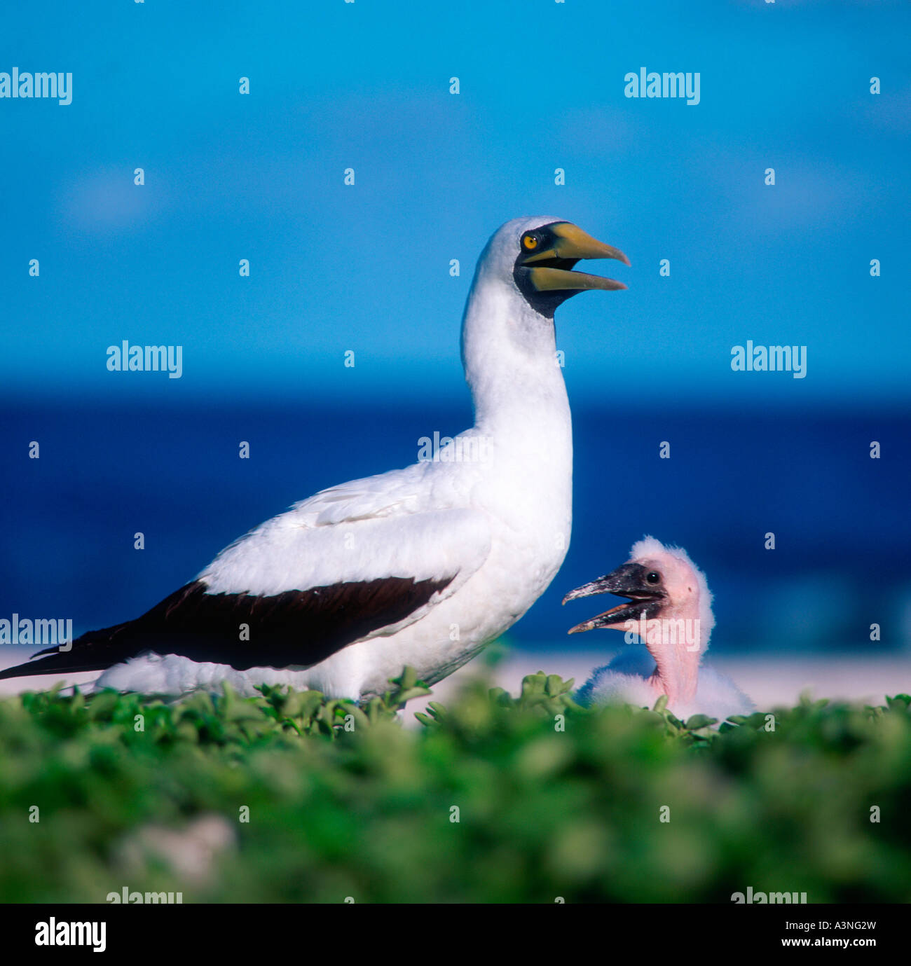 Masked Booby / Blu-di fronte Booby Foto Stock