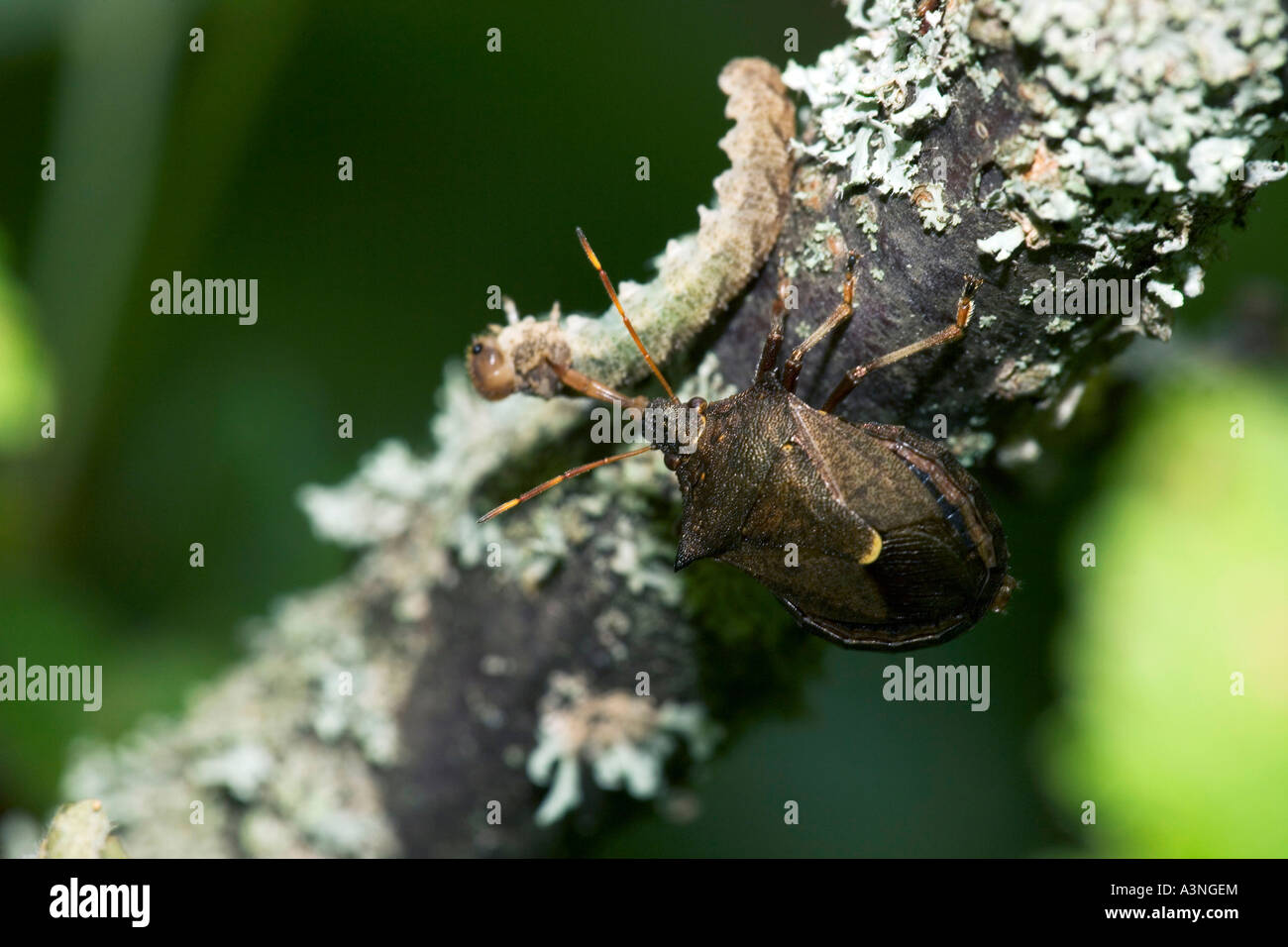 Predatori di Stink Bug Foto Stock