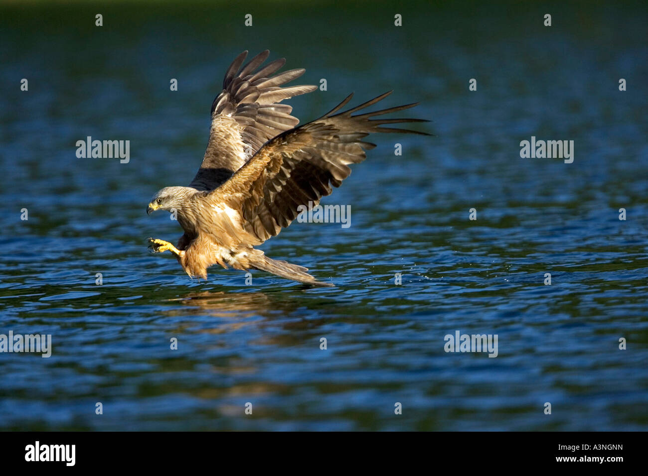 Cervo volante nero Foto Stock