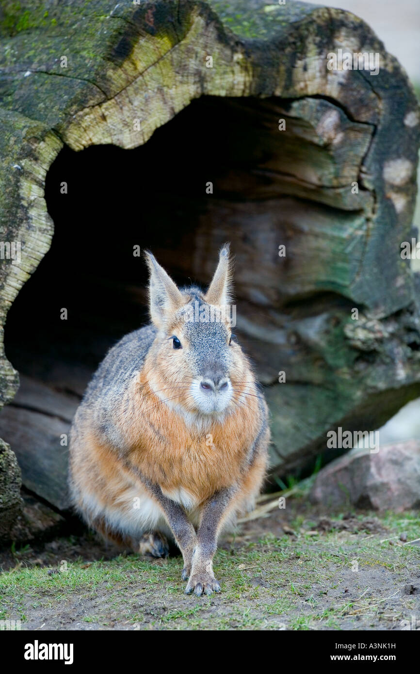 Cavy Patagonian Foto Stock