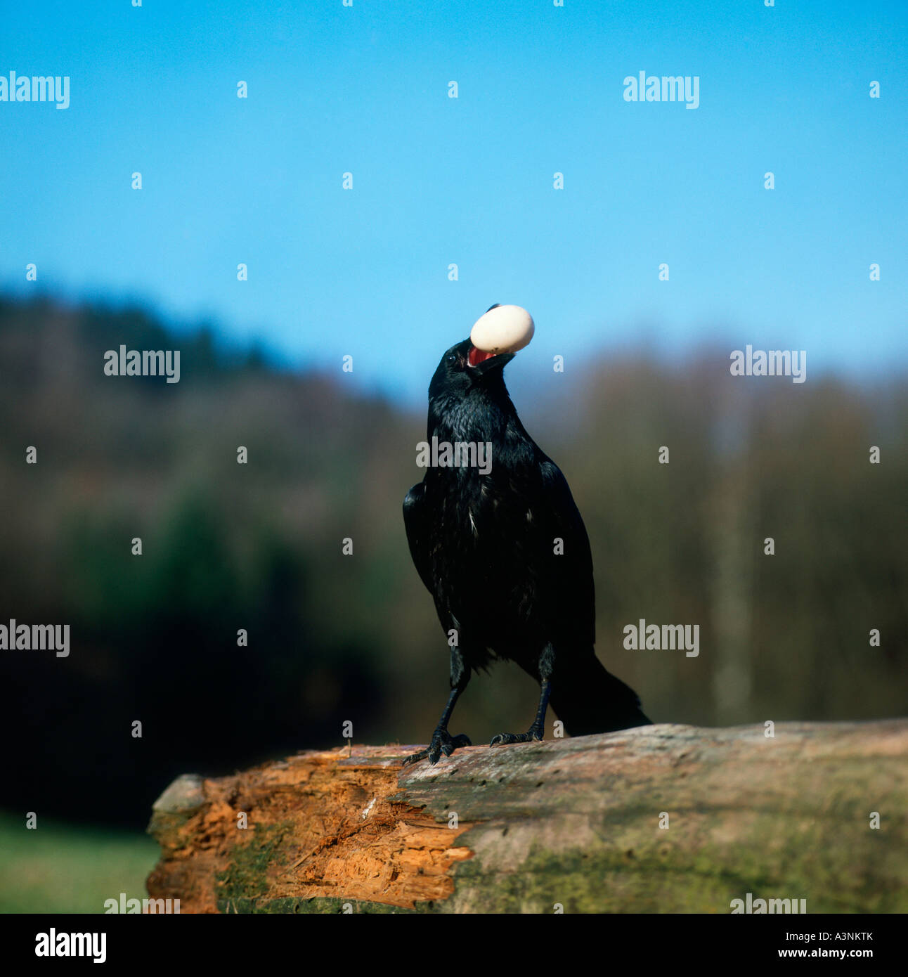 Cornacchia Foto Stock