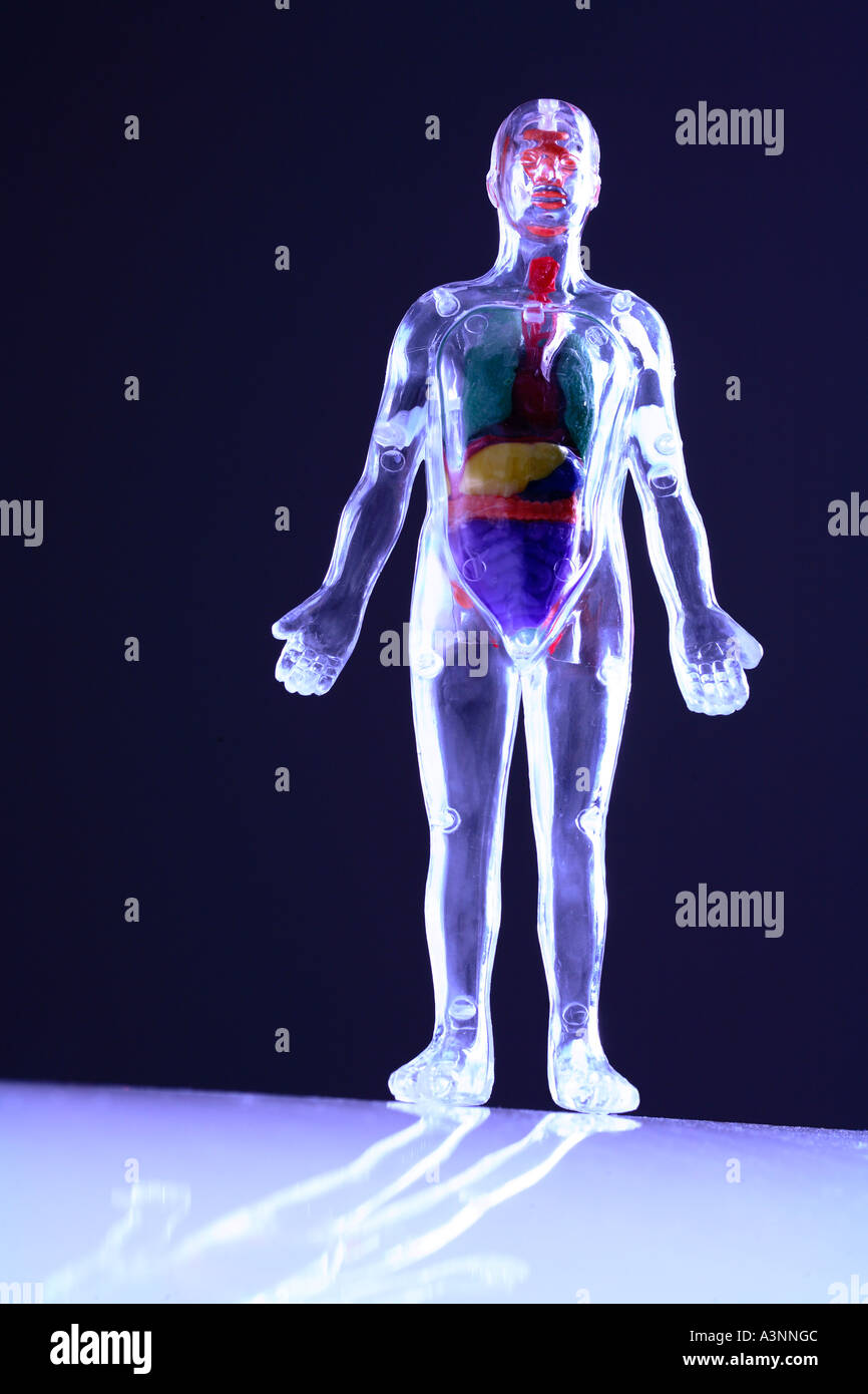 Plastica trasparente corpo umano modello Foto Stock