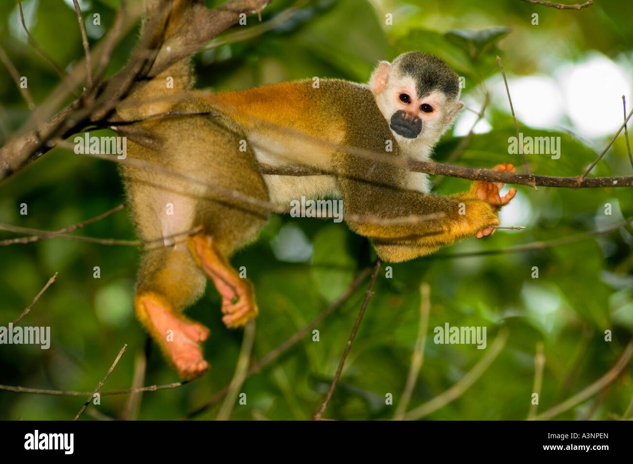 Red-backed Scimmia di scoiattolo Foto Stock