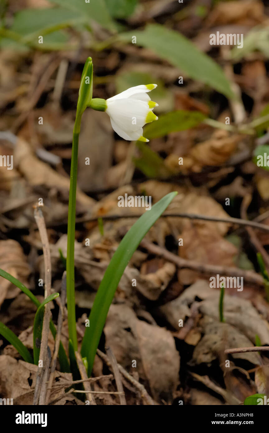 Il simbolo del fiocco di neve di primavera o di San Giuseppe Campanelli, leucojum vernum Foto Stock