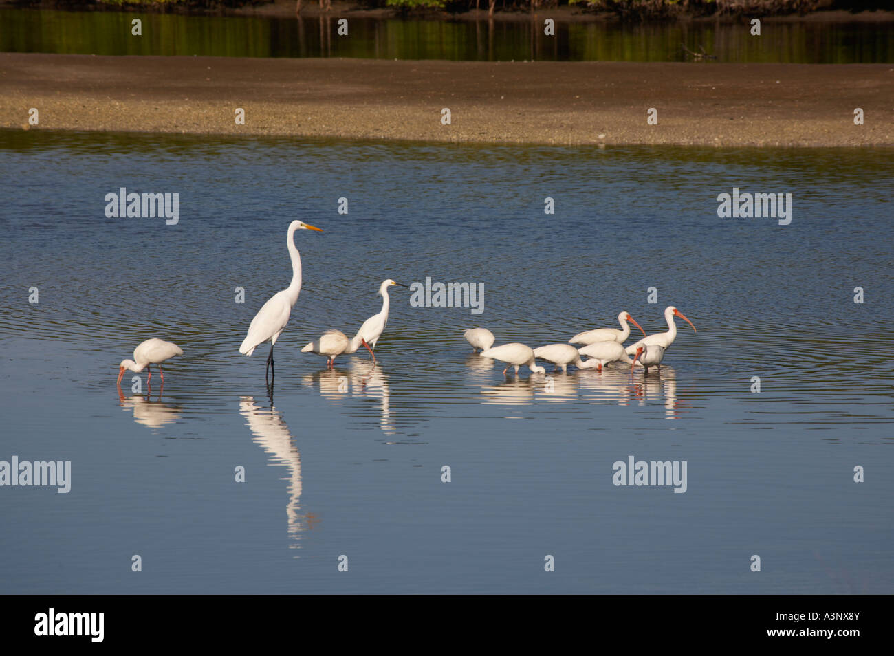 Shore uccelli in J N Ding Darling National Wildlife Refuge su Sanibel Island sulla costa del Golfo della Florida Sudoccidentale Foto Stock