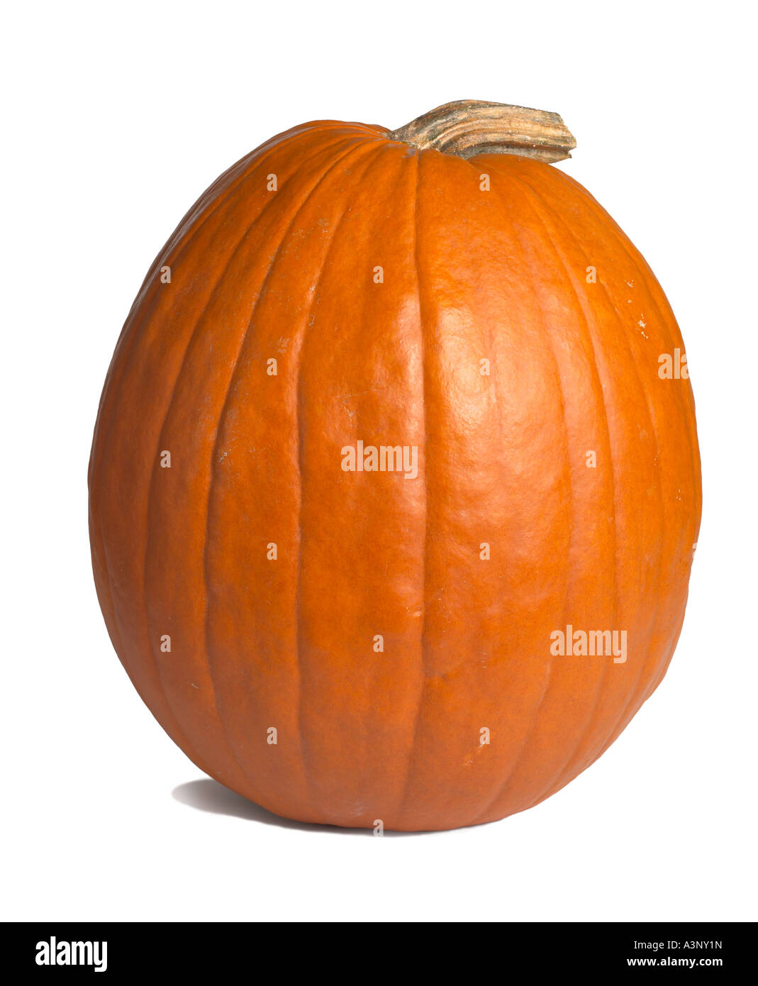 Zucca Foto Stock