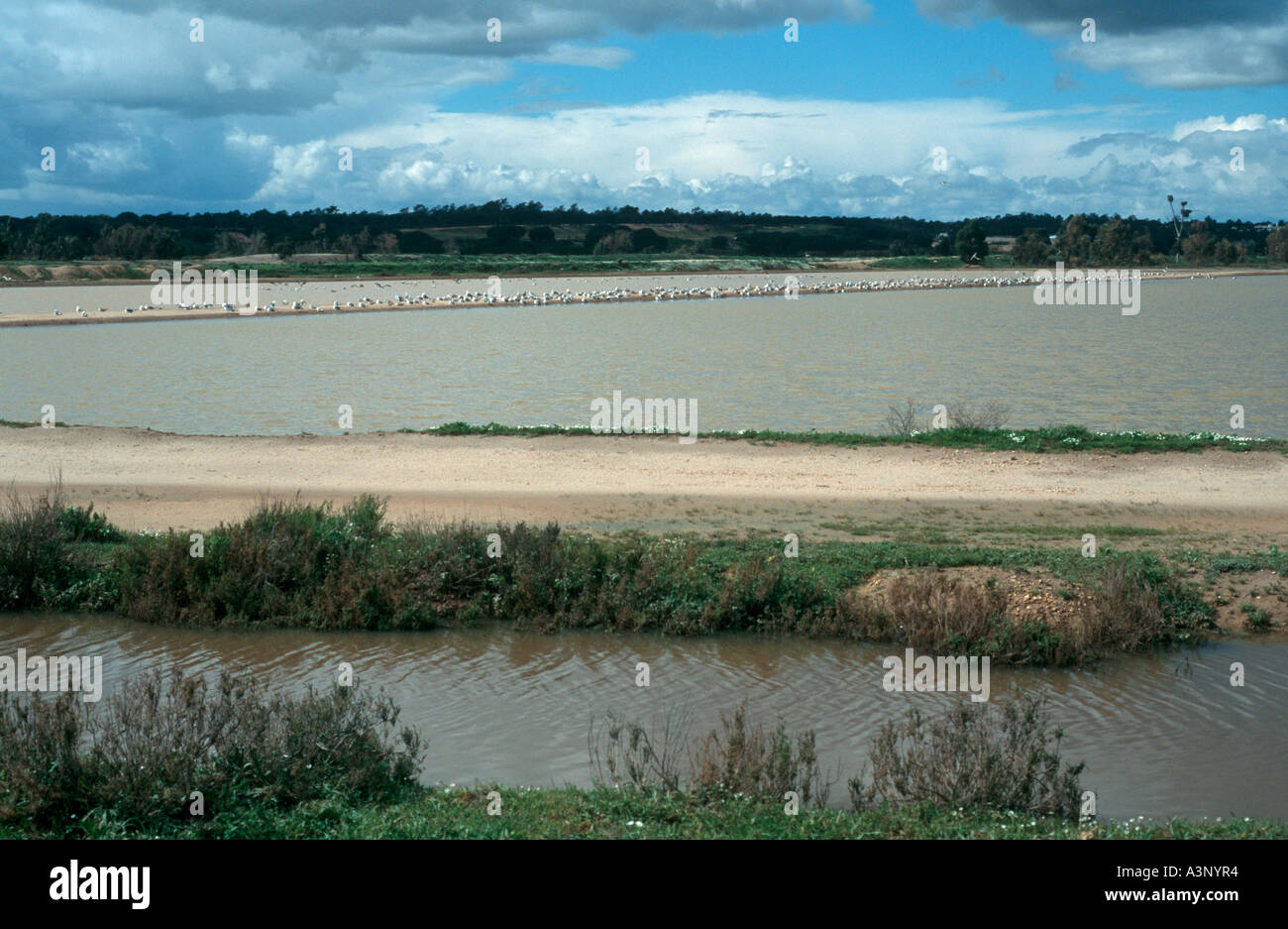 Ria Formosa Riserva Naturale - Faro - Algarve Portogallo Foto Stock