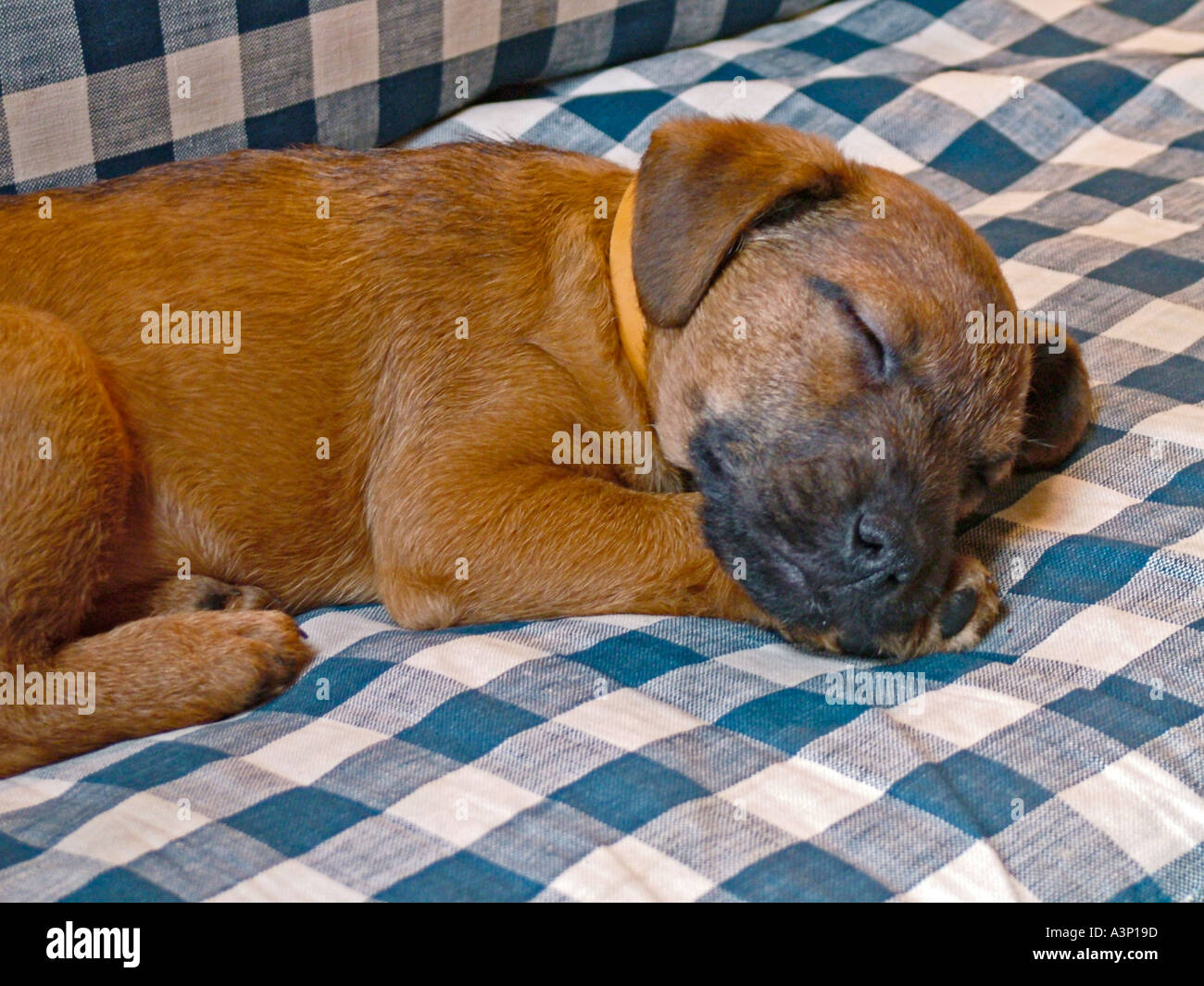 Dieci settimane del vecchio confine terrier cucciolo dorme sul divano Foto Stock