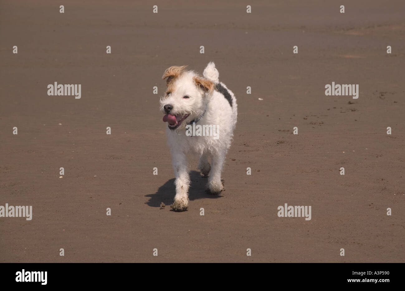 Terrier in esecuzione sulla spiaggia Foto Stock