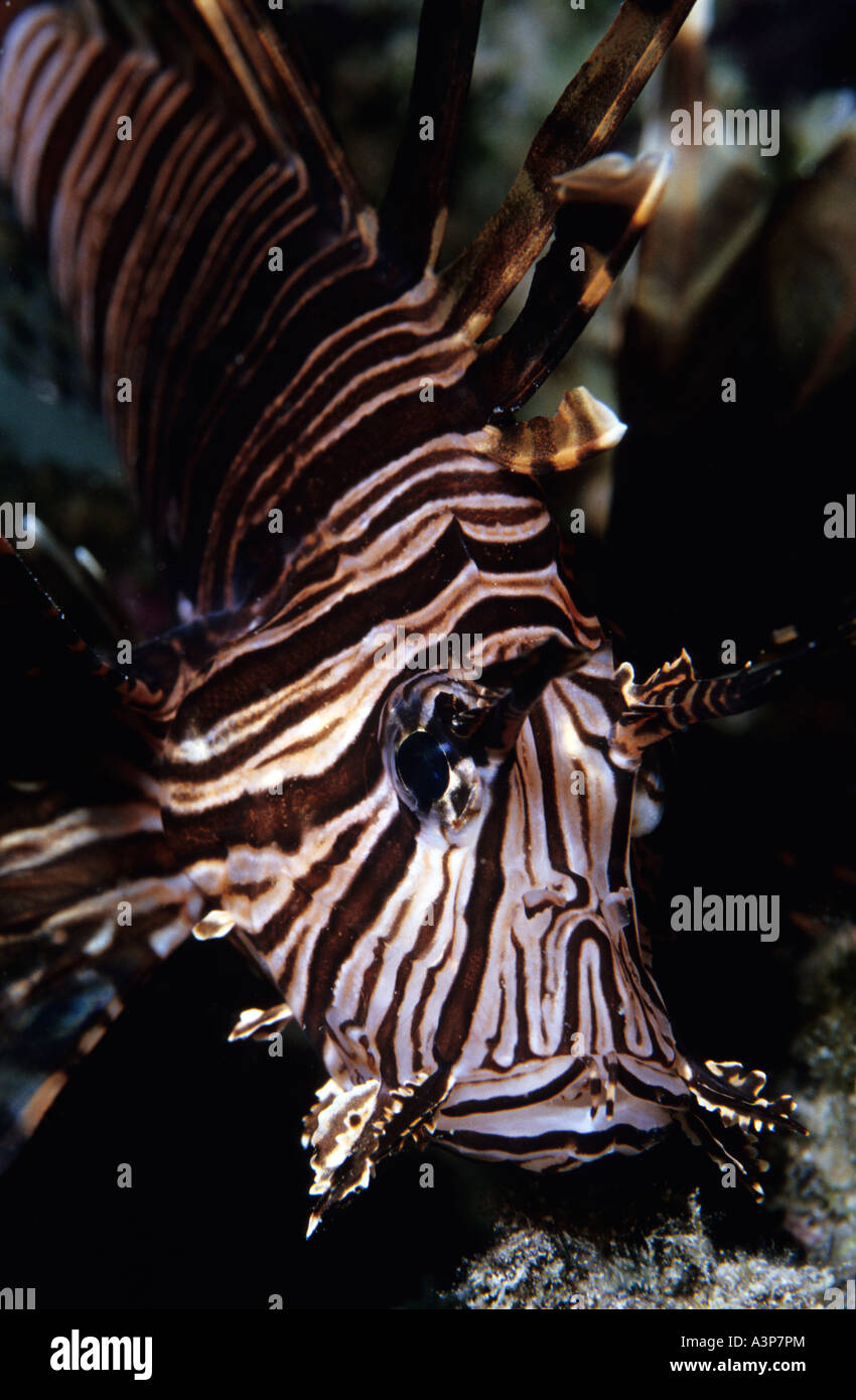 Leone pterois volitans noctural colore nero ceppo Mabul Borneo Sabah Foto Stock