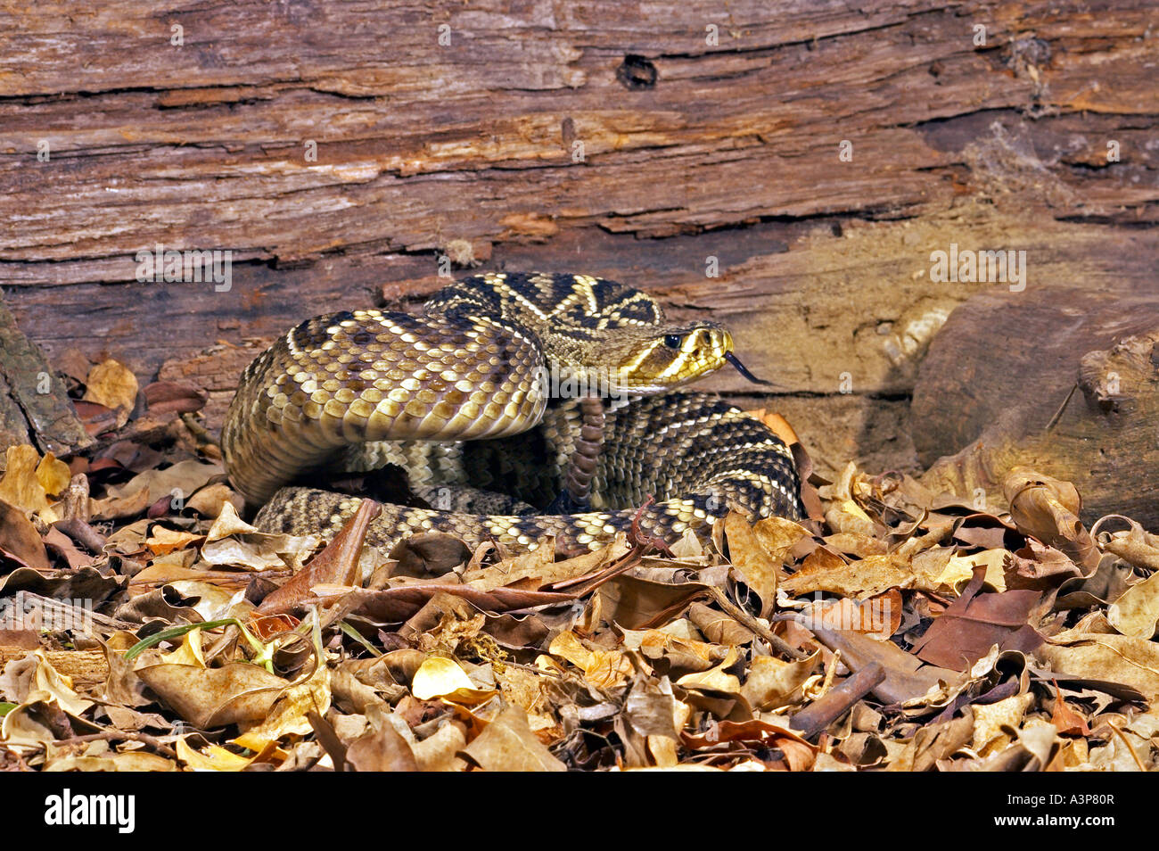 Eastern Diamondback Rattlesnake Crotalus adamanteus USA Foto Stock