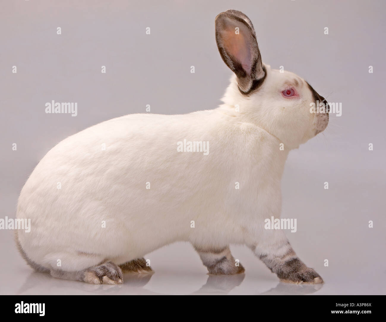 Il coniglio domestico oryctolagus cuniculus California razza Grand Prairie Texas USA Foto Stock